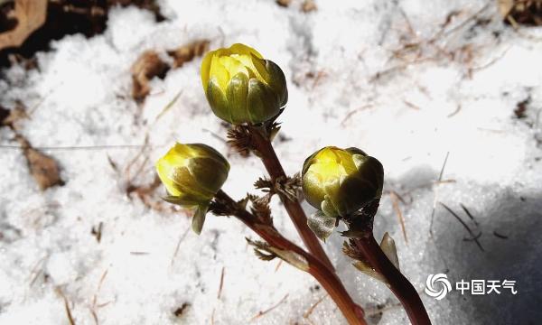 黑土地“腊梅”冰凌花斗雪竞相绽放