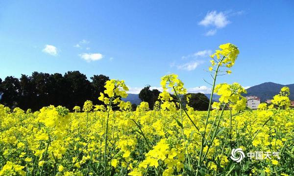 井冈山油菜花争相开放  美景如画醉游人