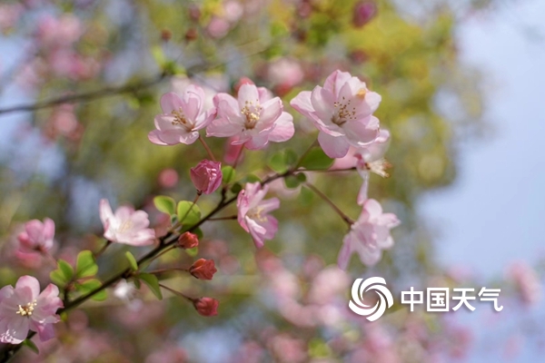 浙江宁海：家门口的樱花季