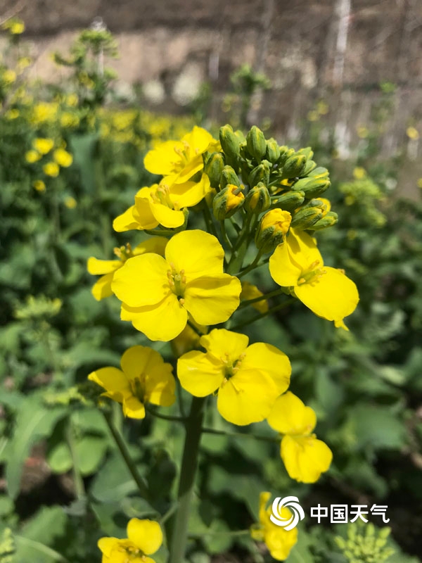 甘肃舟曲油菜花初放 四月初将迎盛花期