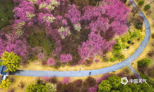 航拍湖北黄冈遗爱湖红梅