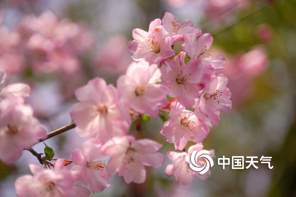 浙江宁海：家门口的樱花季