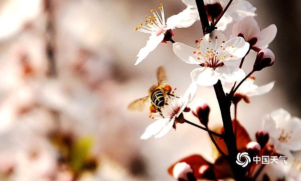 贵阳春暖花开 蜜蜂忙采花蜜