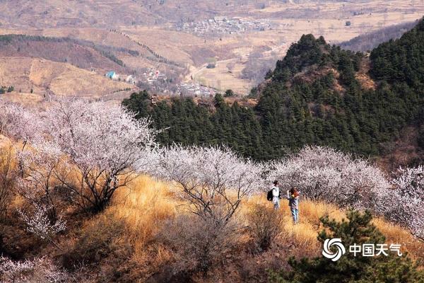 河北武安山桃花盛开 太行山脉春色浓