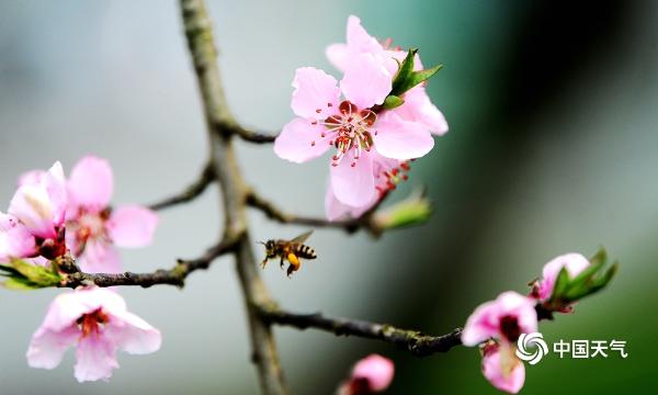 贵阳春暖花开 蜜蜂忙采花蜜