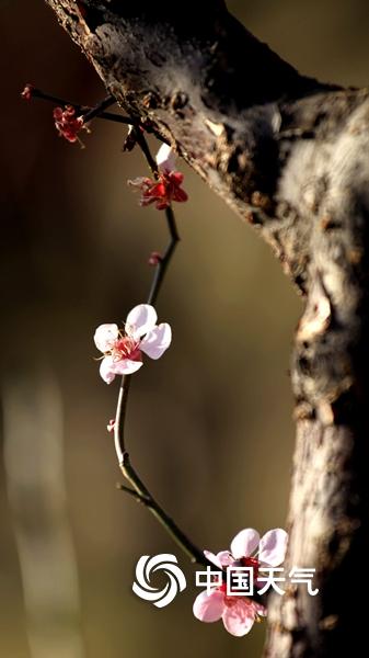 北京：梅花初绽 竞吐芬芳