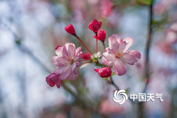 浙江宁海：家门口的樱花季