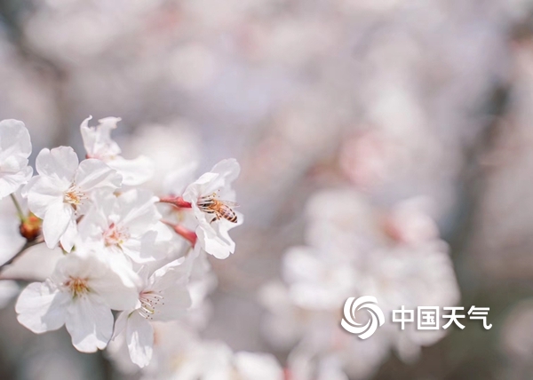 浙江宁海：家门口的樱花季