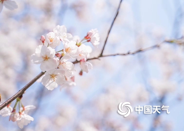 浙江宁海：家门口的樱花季