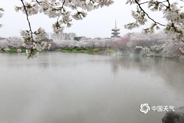 武汉东湖樱花盛放 雨中赏樱别样浪漫