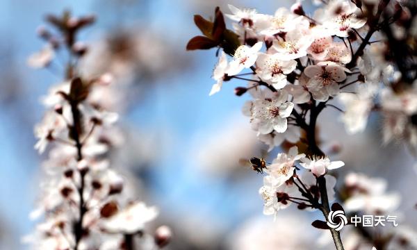 贵阳春暖花开 蜜蜂忙采花蜜