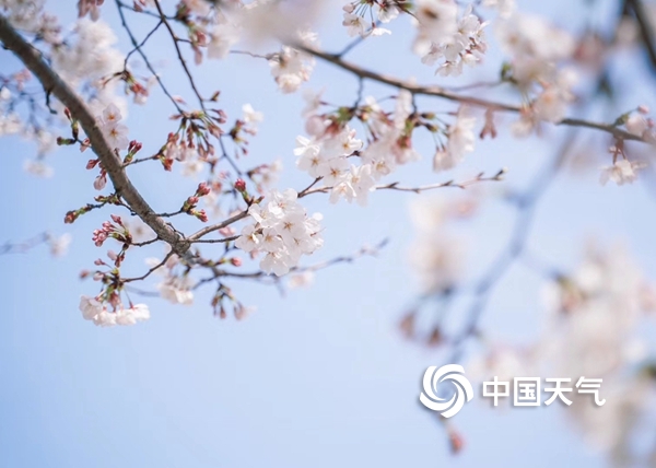 浙江宁海：家门口的樱花季