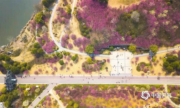 航拍湖北黄冈遗爱湖红梅