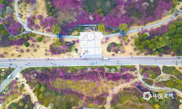 航拍湖北黄冈遗爱湖红梅