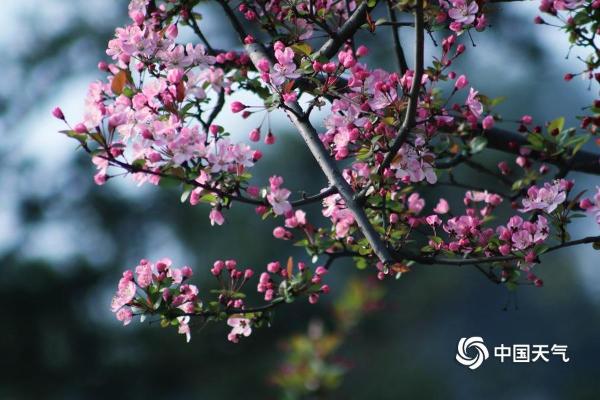 四川成都秀丽东方景区桃花朵朵开