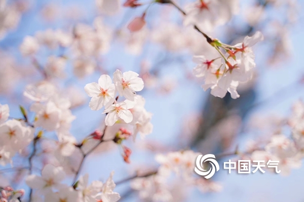 浙江宁海：家门口的樱花季