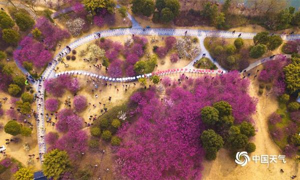 航拍湖北黄冈遗爱湖红梅