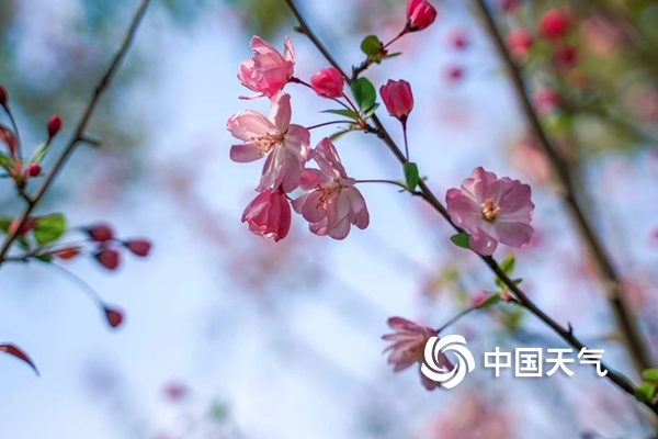 浙江宁海：家门口的樱花季