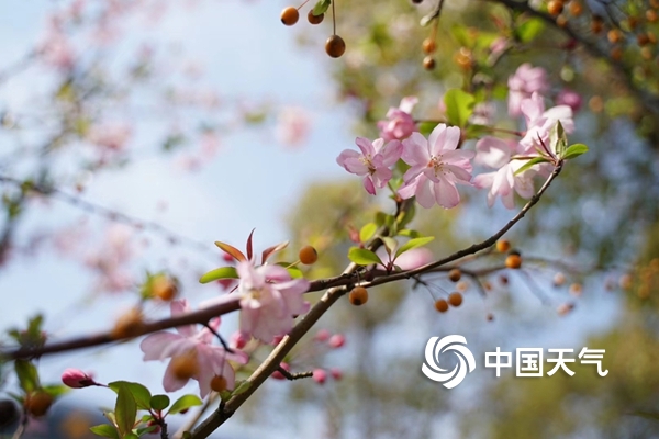 浙江宁海：家门口的樱花季