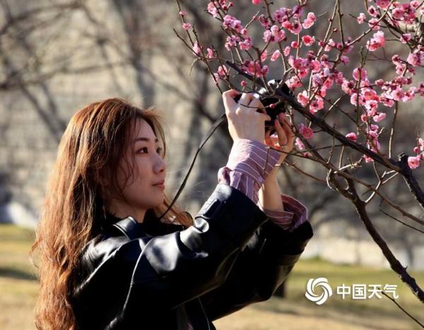 北京：梅花初绽 竞吐芬芳
