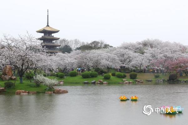 武汉东湖樱花盛放 雨中赏樱别样浪漫