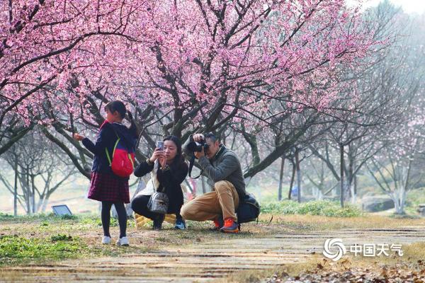 四川成都秀丽东方景区桃花朵朵开