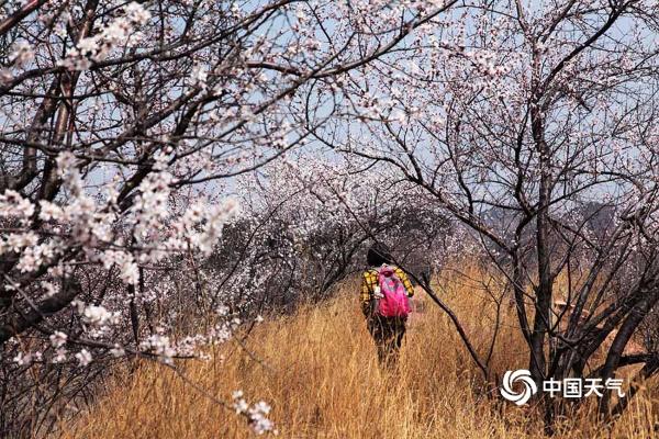 河北武安山桃花盛开 太行山脉春色浓
