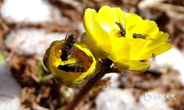 黑土地“腊梅”冰凌花斗雪竞相绽放