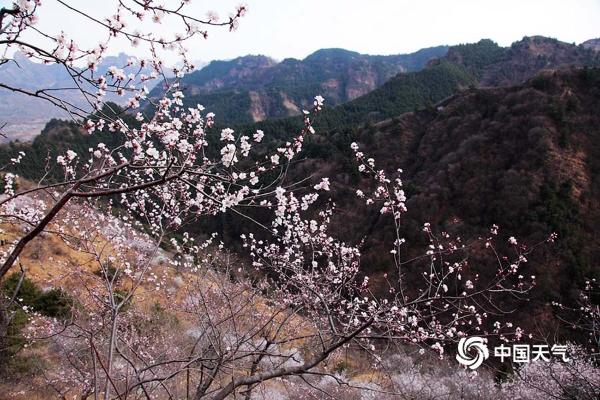 河北武安山桃花盛开 太行山脉春色浓