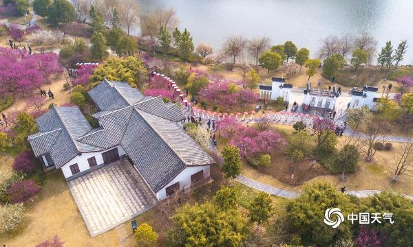 航拍湖北黄冈遗爱湖红梅