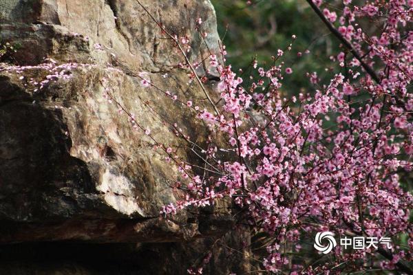 四川成都秀丽东方景区桃花朵朵开