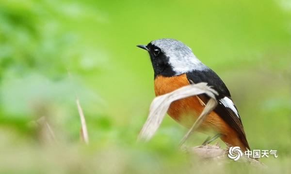 四川：春回大地万物复苏 鸟儿栖枝忙报春