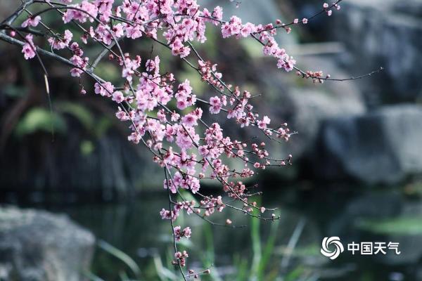 四川成都秀丽东方景区桃花朵朵开