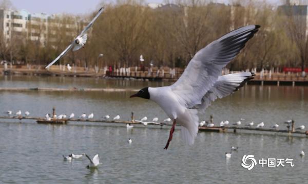 塞上湖城银川  迎来红嘴鸥觅食栖息-图片频道-中国天气网