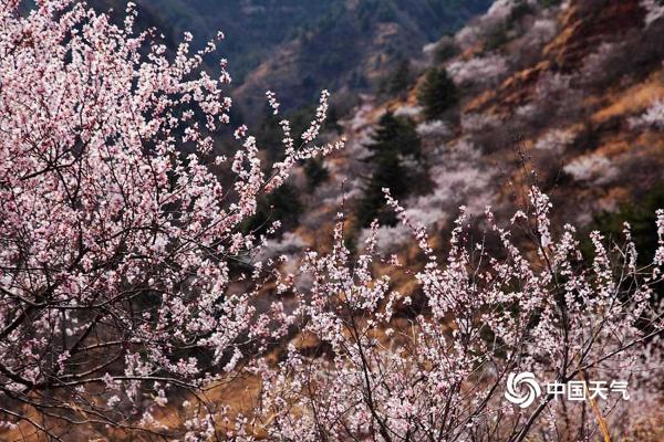 河北武安山桃花盛开 太行山脉春色浓