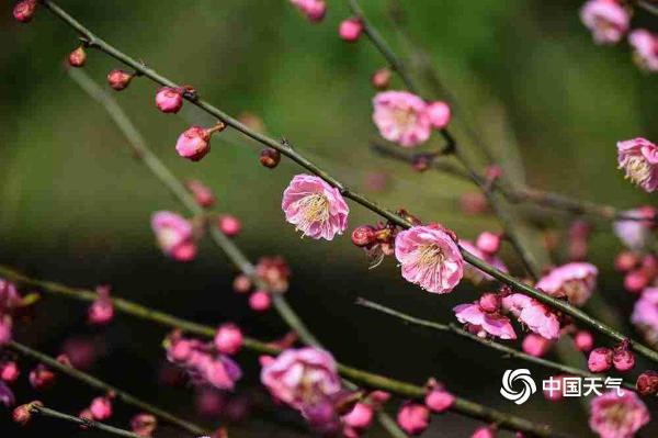 湖南衡阳:晨露润花 花争艳