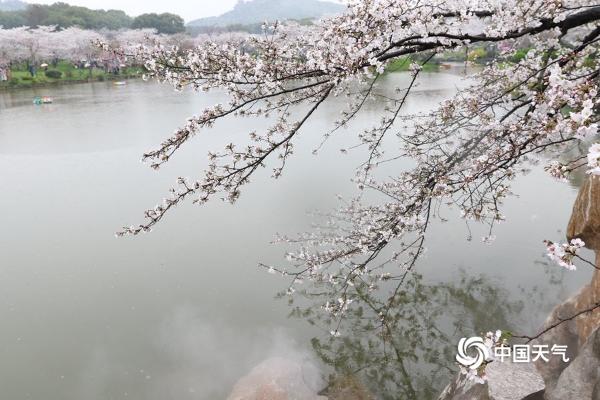 武汉东湖樱花盛放 雨中赏樱别样浪漫