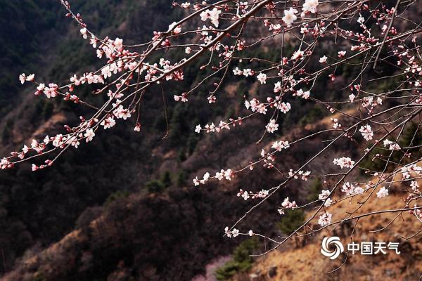 河北武安山桃花盛开 太行山脉春色浓