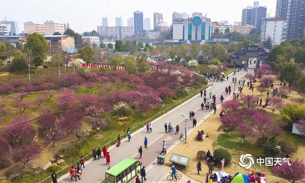 航拍湖北黄冈遗爱湖红梅