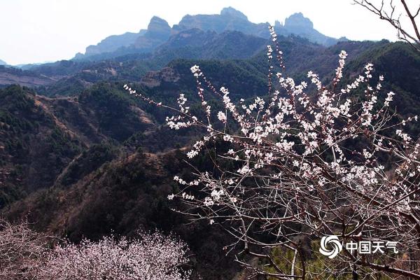河北武安山桃花盛开 太行山脉春色浓
