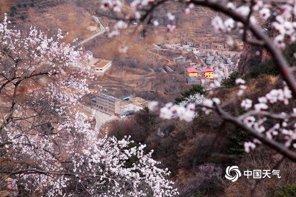河北武安山桃花盛开 太行山脉春色浓