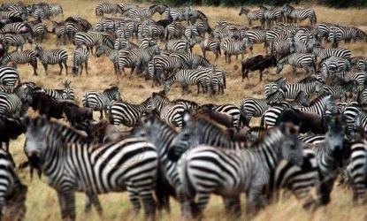 肯尼亚马赛马拉游记，带你走进非洲动物世界