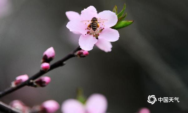 贵阳春暖花开 蜜蜂忙采花蜜