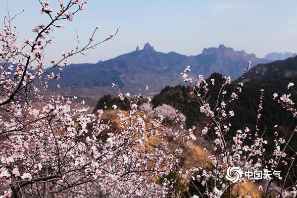 河北武安山桃花盛开 太行山脉春色浓