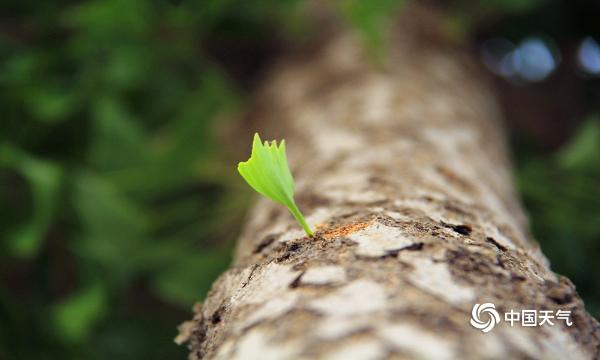 幼芽破土而出 展现生命的力量