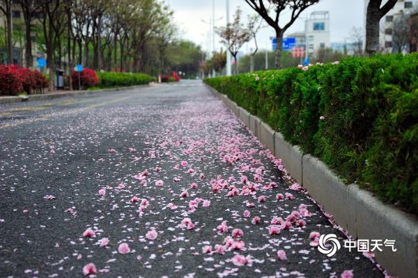 山东日照喜迎春雨 花雨交织一路风景