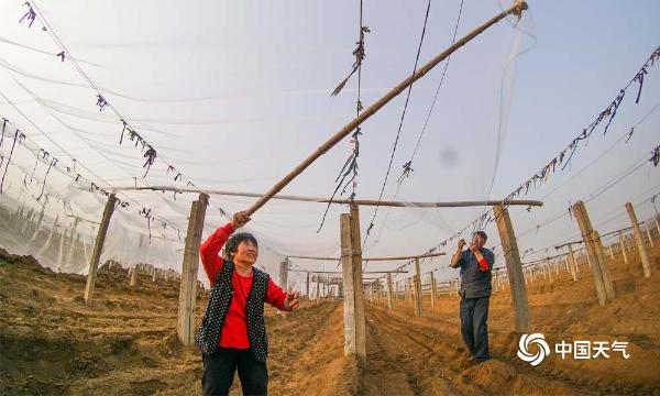 未雨绸缪 河北葡萄园提早架设防雹网