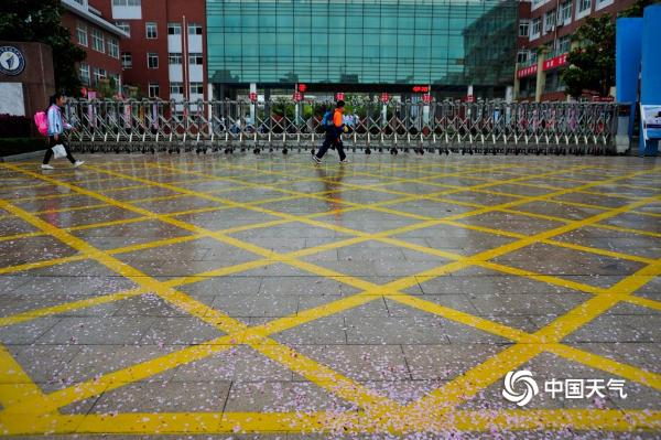 山东日照喜迎春雨 花雨交织一路风景