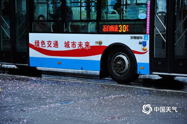 山东日照喜迎春雨 花雨交织一路风景