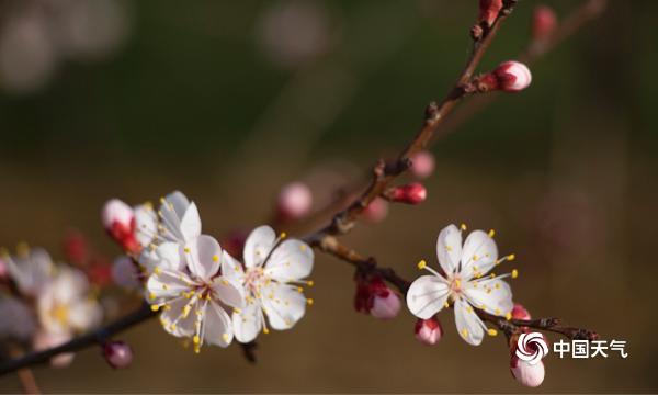 黄河岸畔春来早 杏花朵朵俏
